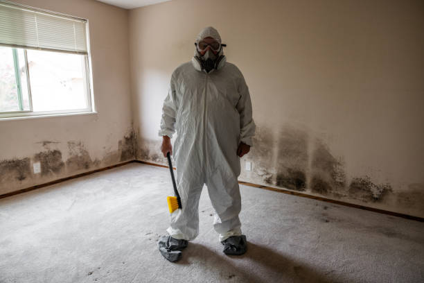Best Basement Mold Removal  in Mount Union, PA