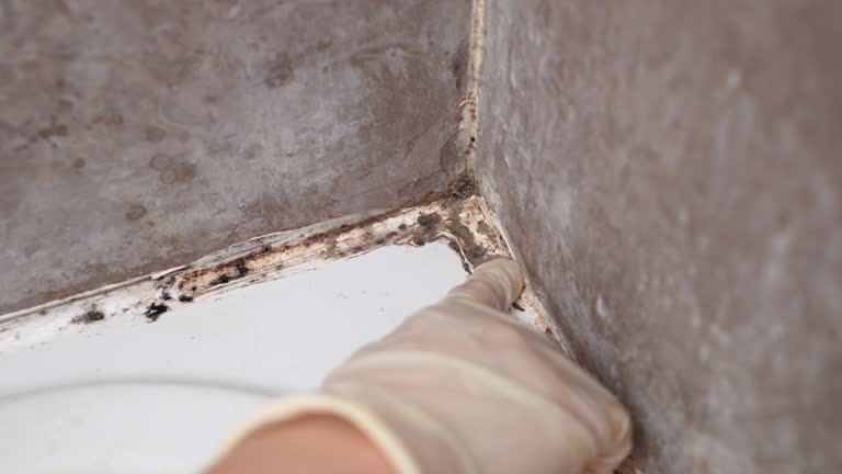Best Mold Remediation for Healthcare Facilities  in Mount Union, PA